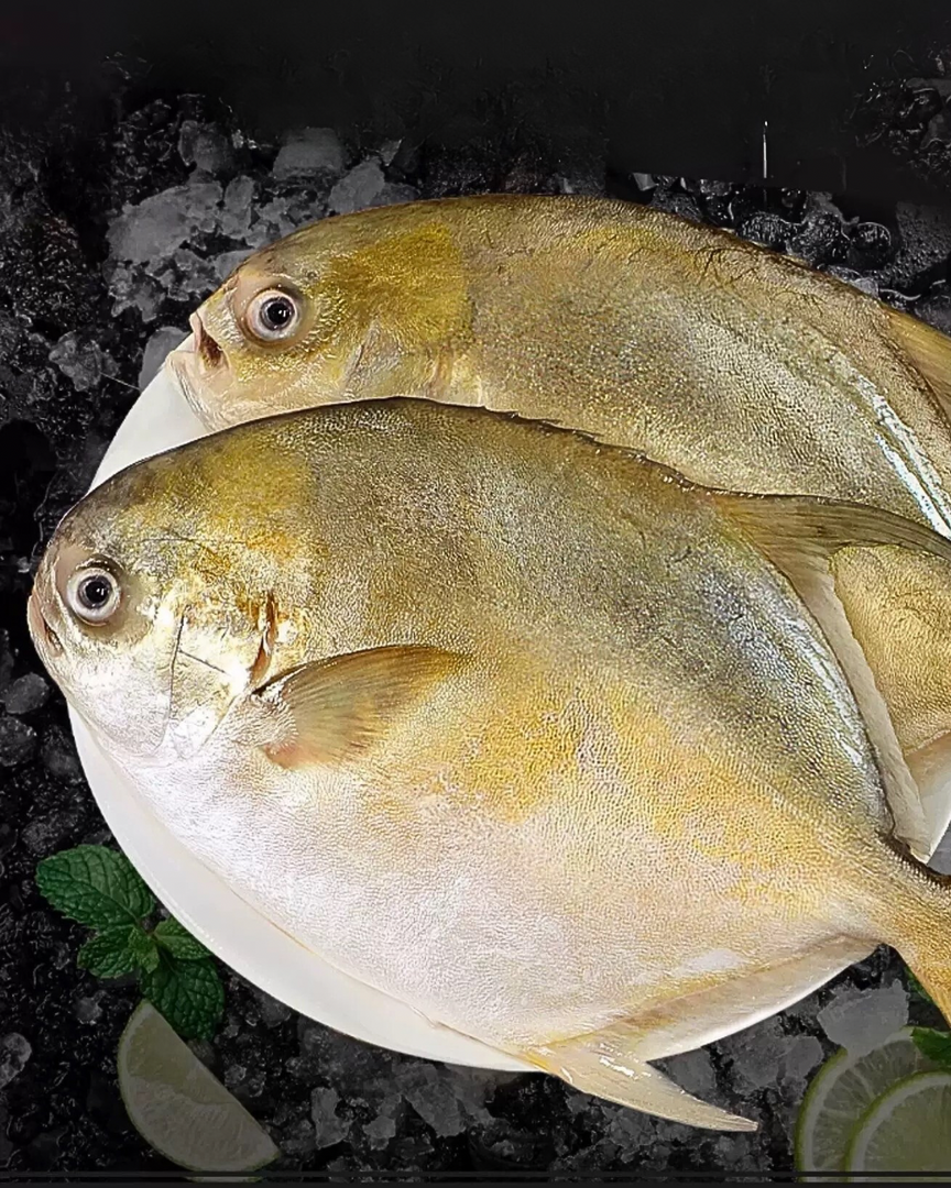 金鯧魚